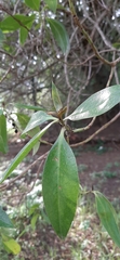 Pittosporum tobira