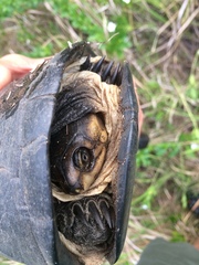 Pelusios rhodesianus