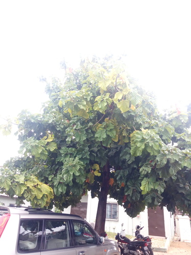 Cola gigantea, photograph 2
