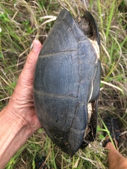 Pelusios rhodesianus