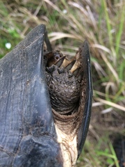 Pelusios rhodesianus