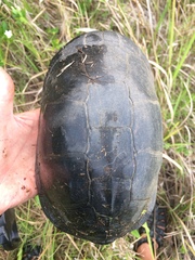 Pelusios rhodesianus