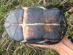 Pelusios rhodesianus