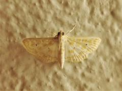 Leucochroma corope