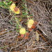 Leucospermum calligerum x Hyphophyllocarpodendron canaliculatum - Photo (c) Riaan van der Walt, algunos derechos reservados (CC BY-NC), uploaded by Riaan van der Walt
