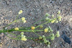 Eryngium sparganophyllum, photograph Andrew Tree, CC BY, iNaturalist via GBIF