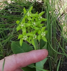 Asclepias fulva