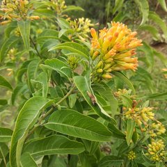Cestrum aurantiacum