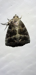 Ogdoconta altura