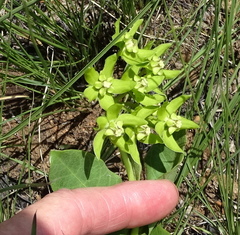 Asclepias fulva