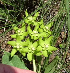 Asclepias fulva