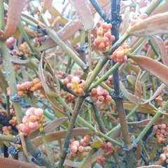 Phoradendron carneum