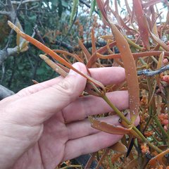 Phoradendron carneum
