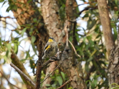 Setophaga coronata