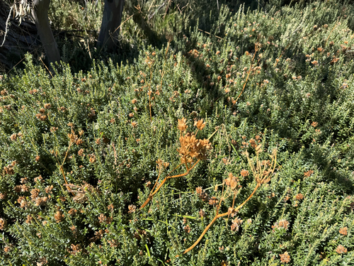 Aciphylla simplicifolia, photograph 6