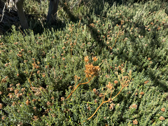 Aciphylla simplicifolia, photograph (c) Caleb Catto, some rights reserved (CC BY)