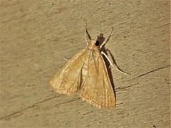 Glaphyria sesquistrialis