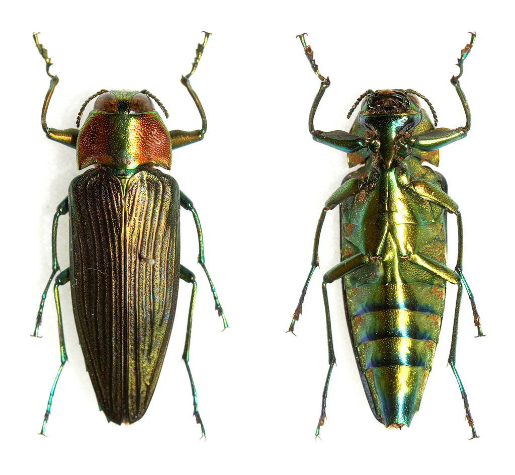 Pseudactenodes