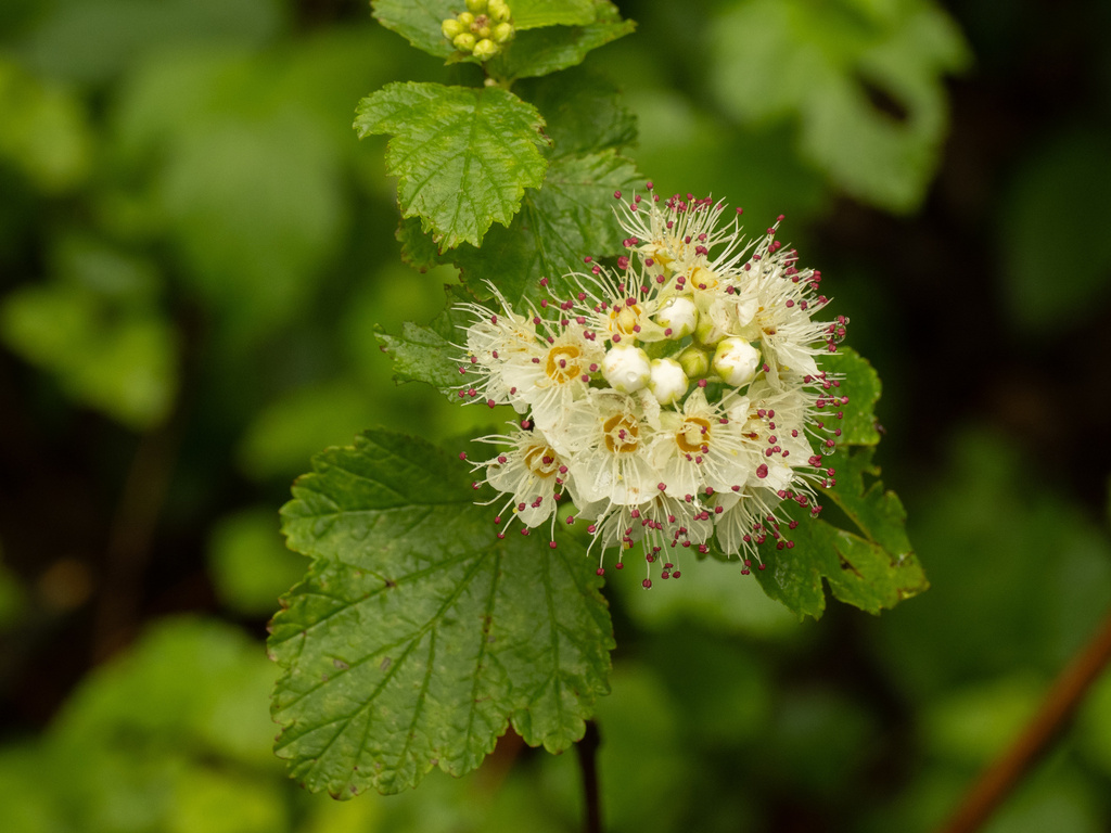 Physocarpus intermedius; photograph (c) Turner Brockman, some rights reserved (CC BY-SA)