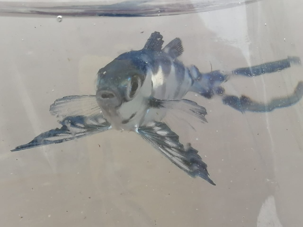 Man-of-war Fish