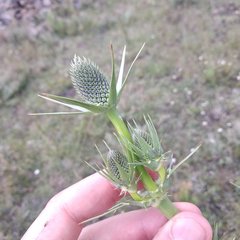 Eryngium alternatum