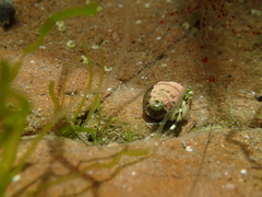 Pagurus novizealandiae