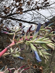 Puya coerulea