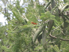 Polistes major major
