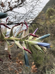 Puya coerulea