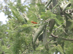 Polistes major major