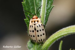 Alagoasa vigintiseptemmaculata