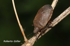 Tibraca limbativentris