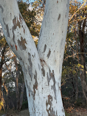 (c) Caleb Catto, some rights reserved (CC BY) Eucalyptus mannifera, photograph (c) Caleb Catto, some rights reserved (CC BY)