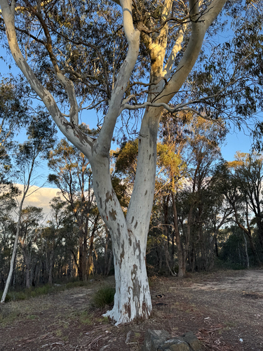 Eucalyptus mannifera, photograph 6