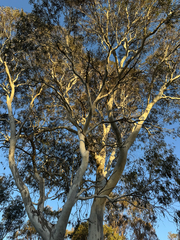 (c) Caleb Catto, some rights reserved (CC BY) Eucalyptus mannifera, photograph (c) Caleb Catto, some rights reserved (CC BY)