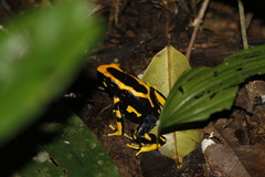 Dendrobates tinctorius
