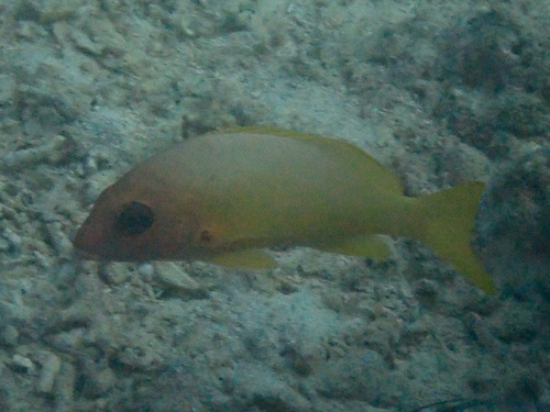 Lutjanus boutton observed 2025-04-15