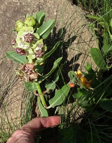 Image of Pachycarpus natalensis by no rights reserved
