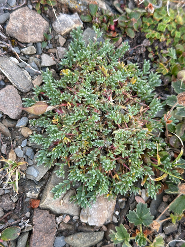 Gray's Point-vetch (Oxytropis podocarpa)