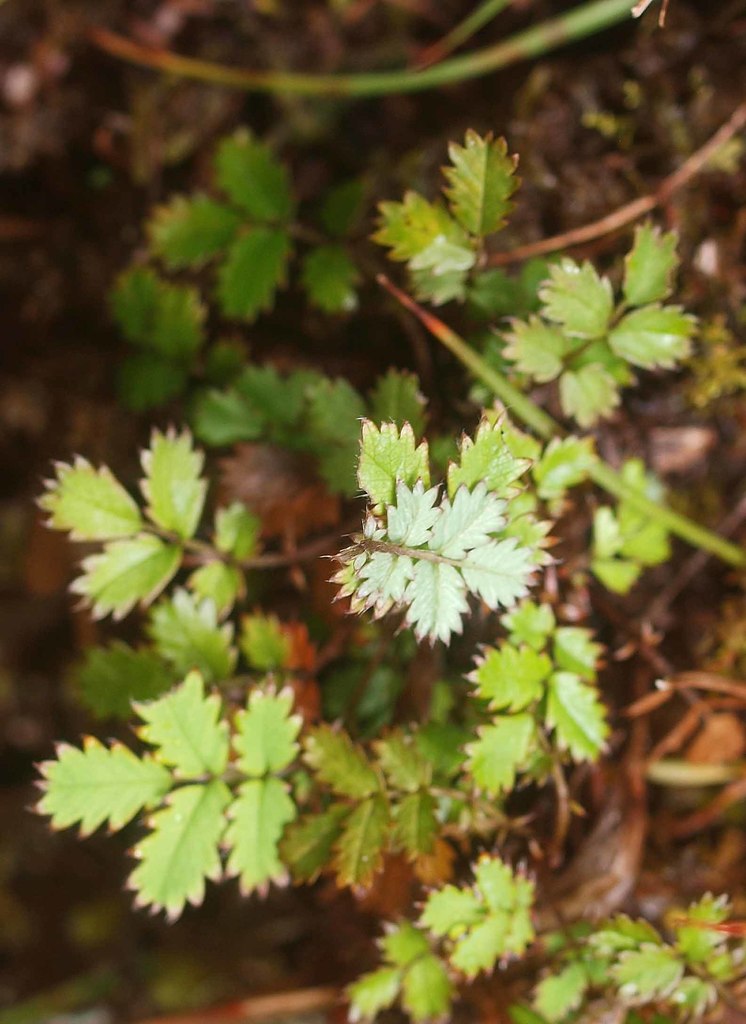 Acaena emittens