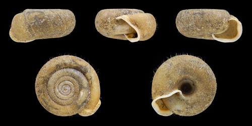 Cheese Snail