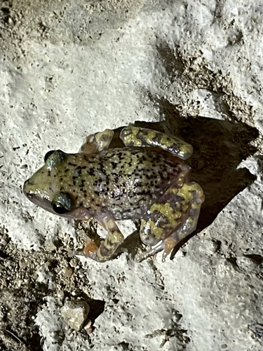 Cliff Chirping Frog