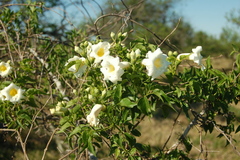 Amphilophium carolinae