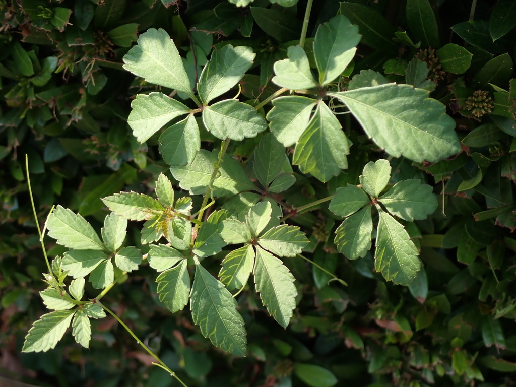 Bushkiller
