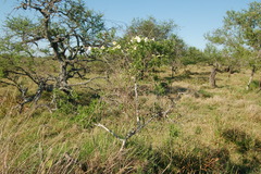 Amphilophium carolinae