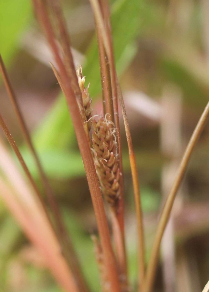 Curly Sedge