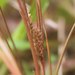 Curly Sedge - Photo (c) Mike Lusk, some rights reserved (CC BY-NC), uploaded by Mike Lusk