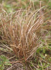 Carex cirrhosa