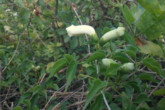 Amphilophium carolinae