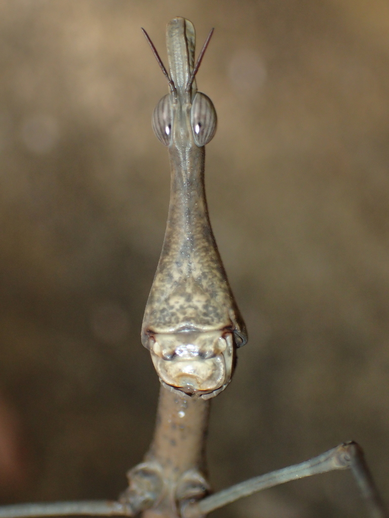 Horsehead Grasshopper